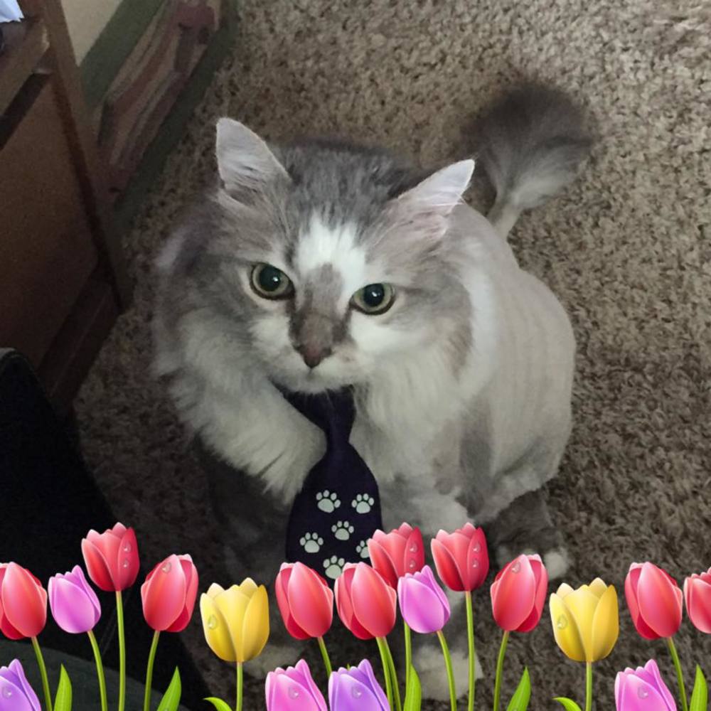 Meet your Posher, Lisa